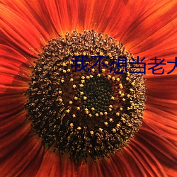 我不想(xiǎng)当老(lǎo)大(dà)