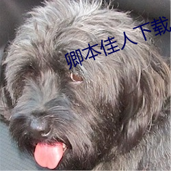 卿本佳人下載