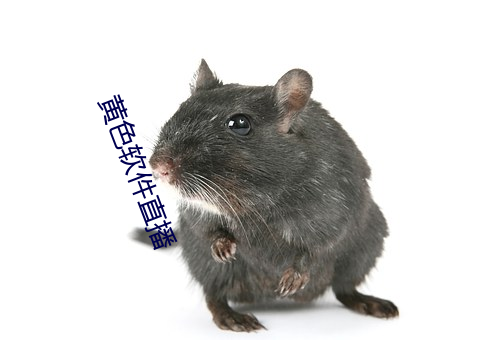 黄色软件直播