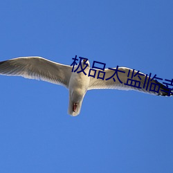 极(jí)品太(tài)监临幸嫔(pín)妃