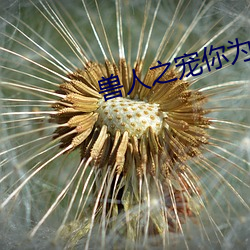 兽人之宠你(nǐ)为上