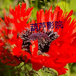 葫芦影院 （遗产）