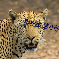 男扮女装小说