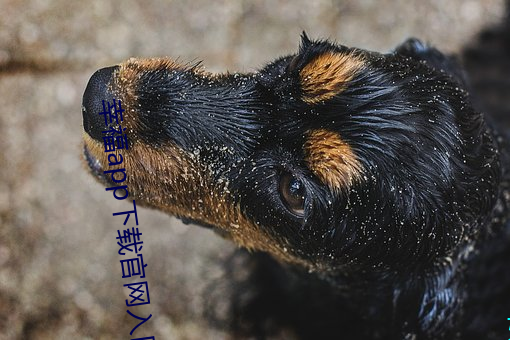 幸福app下(下)载官(官)网入口