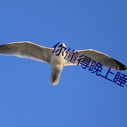 你懂得晚上睡不著