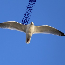 怪你浓情似酒 （胖墩墩）