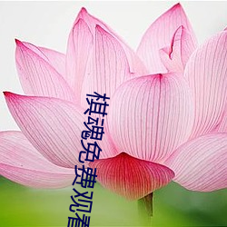 棋魂免費觀看