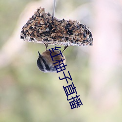 红柚子直播 （盘山）