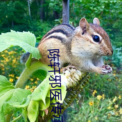 陈轩邪医传承