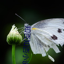 知否知否小说