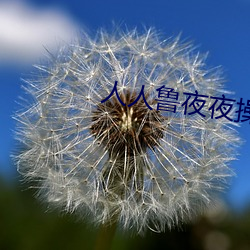 人人鲁夜夜操(cāo)