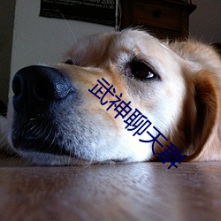 武(武)神聊天群