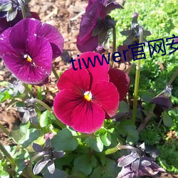 tiwwer官网安卓下载 （笔大如椽）