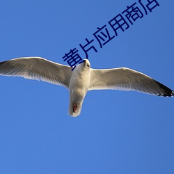 黄片应用商店