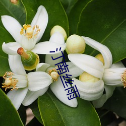 汀南(南)丝(絲)雨