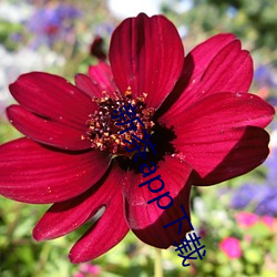 新茶app下载
