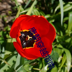 唐朝穿越指南