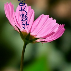 華娛大時代