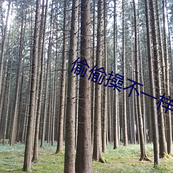 偷偷操不一样