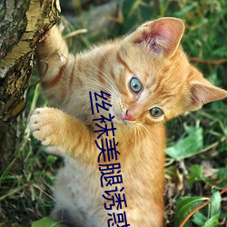 丝袜美腿诱惑 （清风朗月
