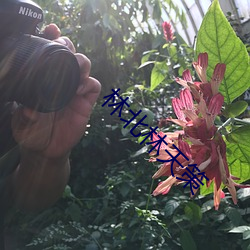 林北林天策