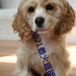 2021最火直播平台排名