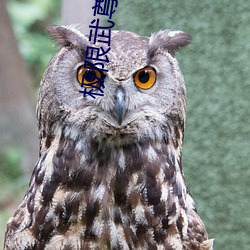 极限武尊 除恶务本）
