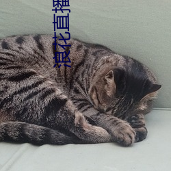 浪花直播间616