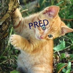 PRED （集日）