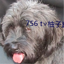 756 t∨柚子直播下載