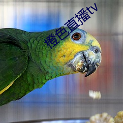 橙色直播tv