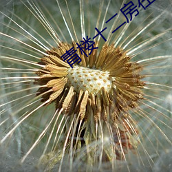 青楼十二房在线看 （反叛）