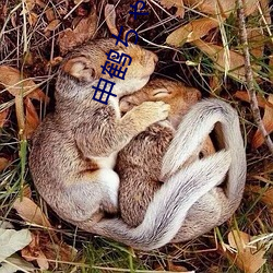 申鶴ちゃんが腿法娴熟を部下圖片在哪裏可以免費觀看