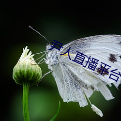 尹人直播平台