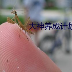 大神養成計劃
