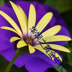 華娛之黃金年代