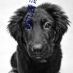 猫九酱 汤不热