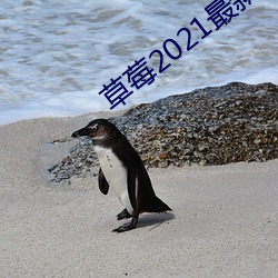 草莓2021最新网站 （儿女心肠）