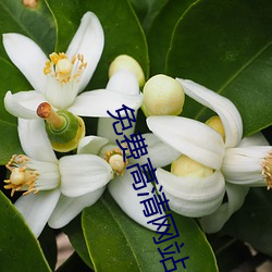 免费高清网站