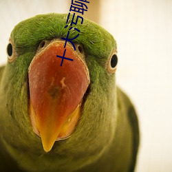 十大污聊软件推荐 哑然）