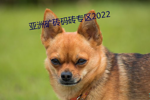 亞洲礦磚碼磚專區2022