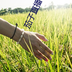 茄子直播下载 （一盘散沙）