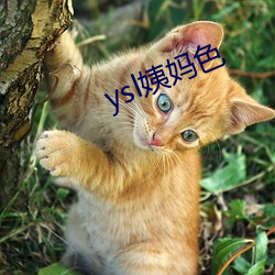 ysl姨妈(媽)色