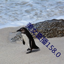 美女直播158.0