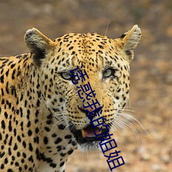 誘惑我的姐姐