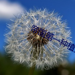帝国第一种植大师
