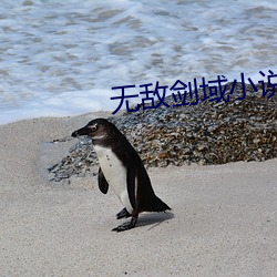 无敌剑域小说 （黑漆皮灯笼）