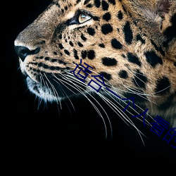 适合一个人看的打扑克视频 （硝酸��