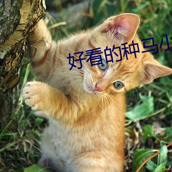 好看的種馬小說