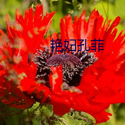 豔婦孔菲